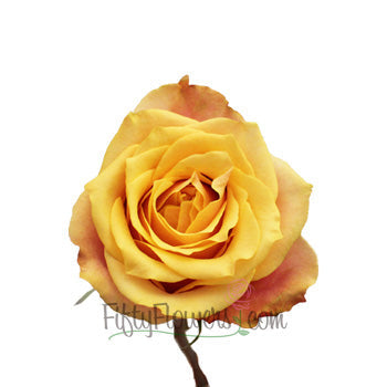 Cherry Brandy Sunkissed Rose