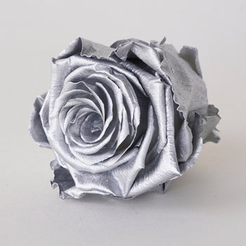 Preserved Chimborazo Silver Rose