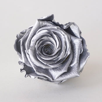 Preserved Chimborazo Silver Rose
