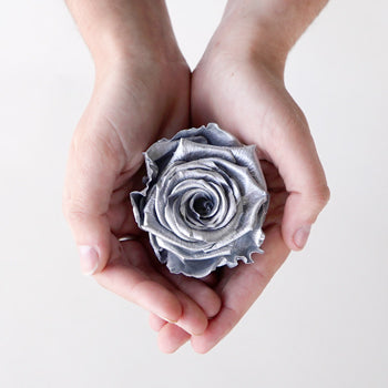 Preserved Chimborazo Silver Rose