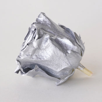 Preserved Chimborazo Silver Rose