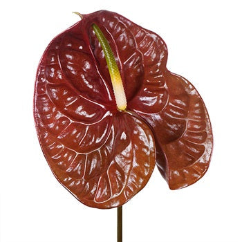 Anthurium Cocoa Tropical Flower