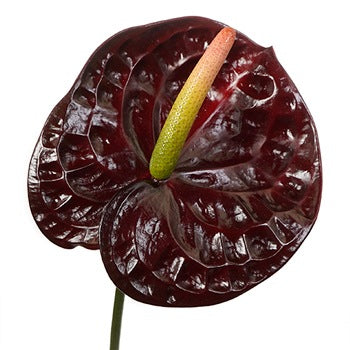 Anthurium Dark Chocolate Tropical Flower