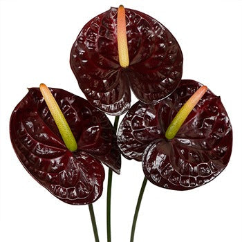 Anthurium Dark Chocolate Tropical Flower