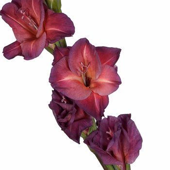 Gladiolus Coral Wine Flower