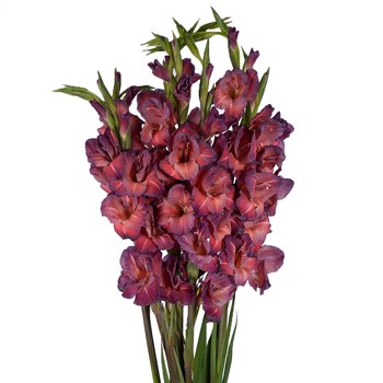 Gladiolus Coral Wine Flower