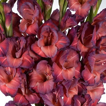 Gladiolus Coral Wine Flower