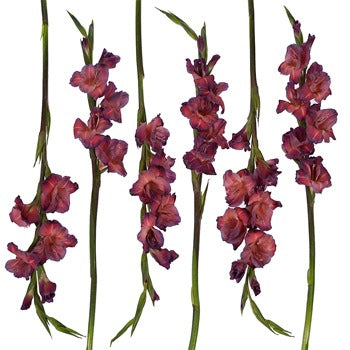 Gladiolus Coral Wine Flower
