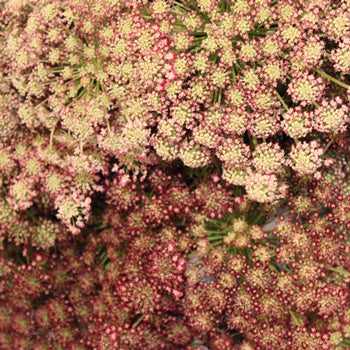 Chocolate Lace Flower