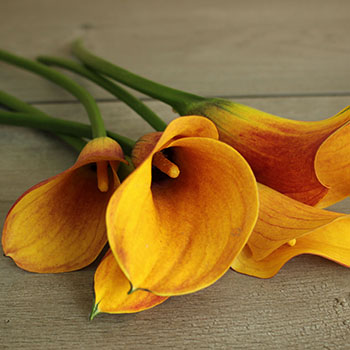 Chocolate Orange Mini Calla Flower
