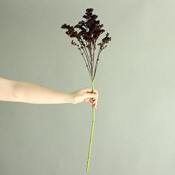 Chocolate Tinted Solidago Flower