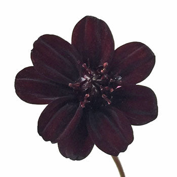 Chocolate Cosmos Flower