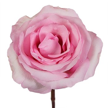 Millennial Pink Gigantic Rose