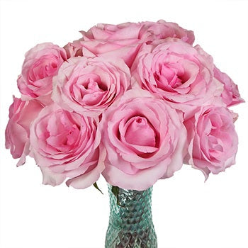 Millennial Pink Gigantic Rose