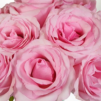 Millennial Pink Gigantic Rose