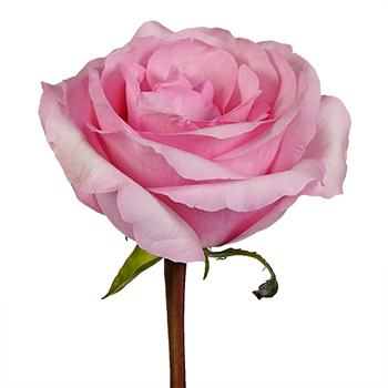 Millennial Pink Gigantic Rose