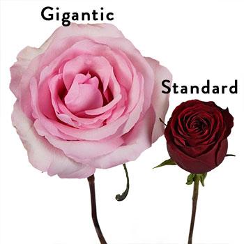Millennial Pink Gigantic Rose