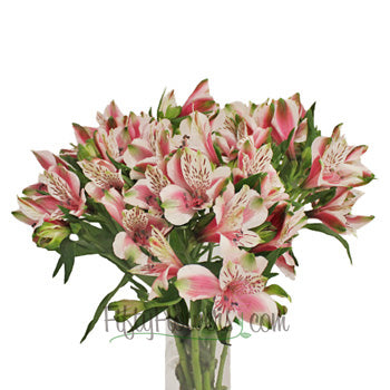 Bicolor White and Pink Peruvian Lilies