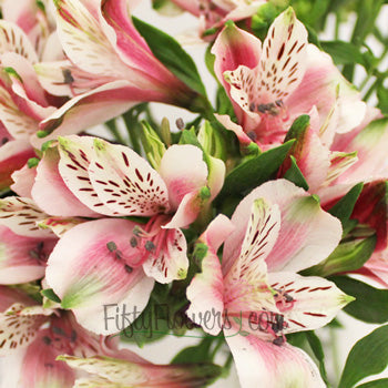 Bicolor White and Pink Peruvian Lilies
