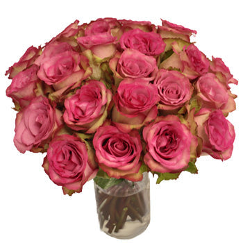 Classic Cezanne Antique Fuchsia Rose