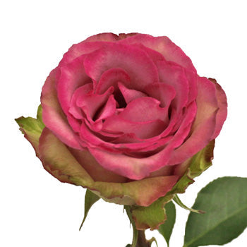 Classic Cezanne Antique Fuchsia Rose