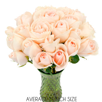 James Peach Sweetheart Rose