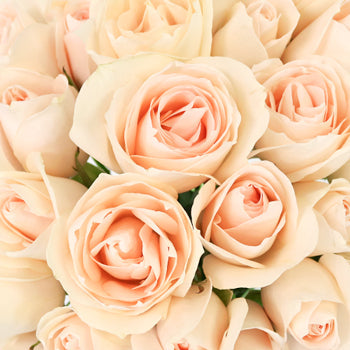 James Peach Sweetheart Rose