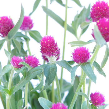 Clover Hot Pink Bulk Flower