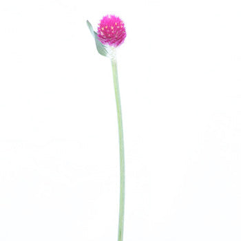 Clover Hot Pink Bulk Flower