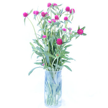 Clover Hot Pink Bulk Flower