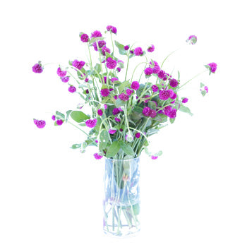 Magenta Purple Fresh Cut Gomphrena Flowers