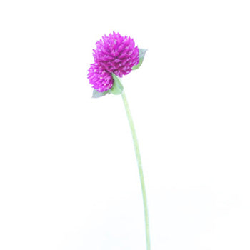 Magenta Purple Fresh Cut Gomphrena Flowers