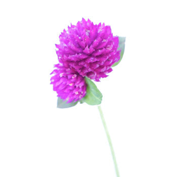 Magenta Purple Fresh Cut Gomphrena Flowers