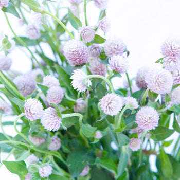 Wispy Lavender Gomphrena Fresh Flowers