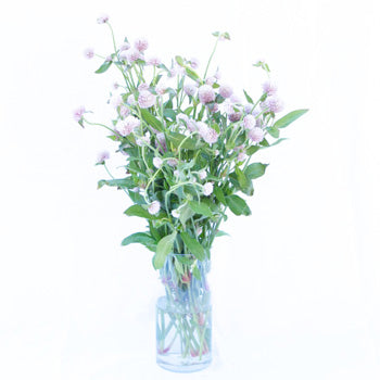 Wispy Lavender Gomphrena Fresh Flowers