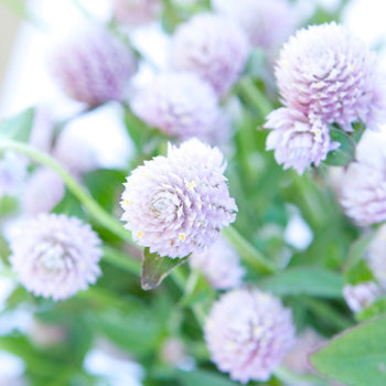 Wispy Lavender Gomphrena Fresh Flowers