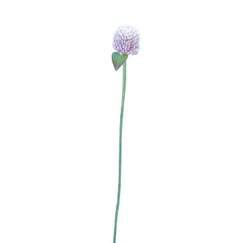 Wispy Lavender Gomphrena Fresh Flowers