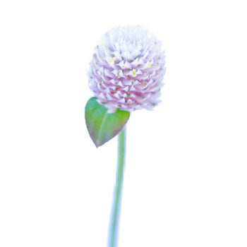 Wispy Lavender Gomphrena Fresh Flowers