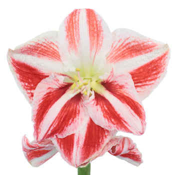 Peppermint Stripes Amaryllis Flower
