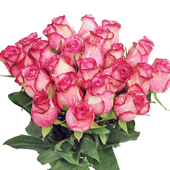 Pink Spotlight Rose