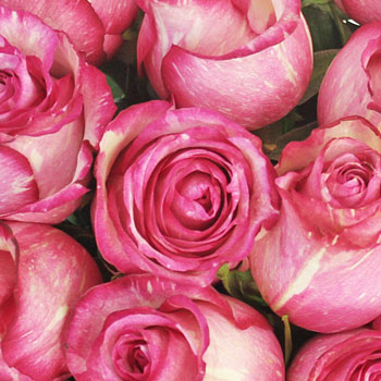 Pink Spotlight Rose