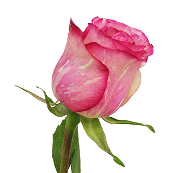 Pink Spotlight Rose