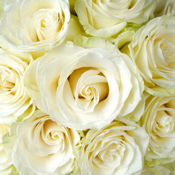 Mondial White Rose