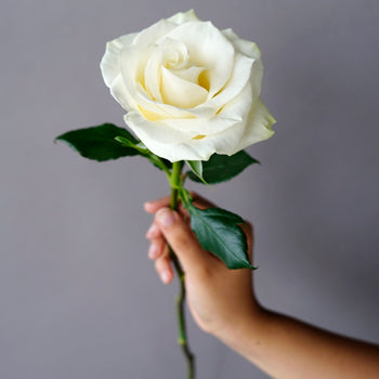 Mondial White Rose