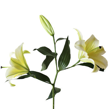 Oriental Lily Concador Flower