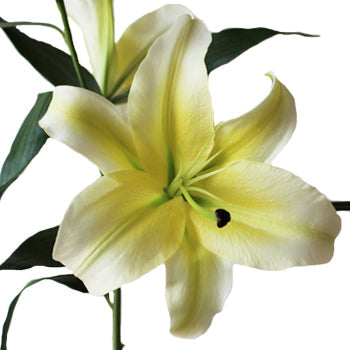 Oriental Lily Concador Flower