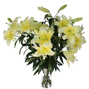 Oriental Lily Concador Flower