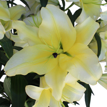 Oriental Lily Concador Flower