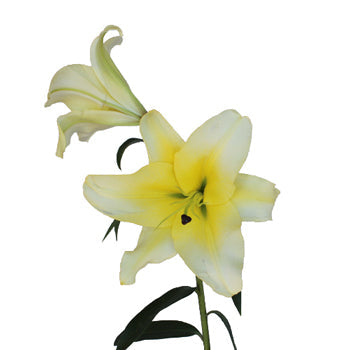 Oriental Lily Concador Flower