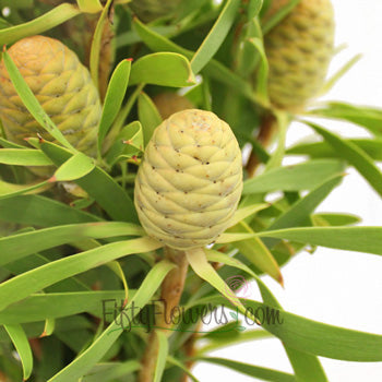 Winter Sunshine Cone Leucadendron